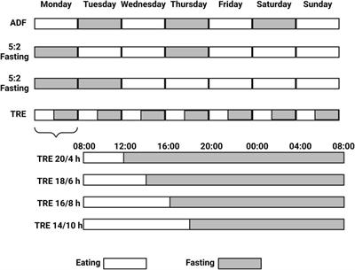 Time-restricted eating, the clock ticking behind the scenes